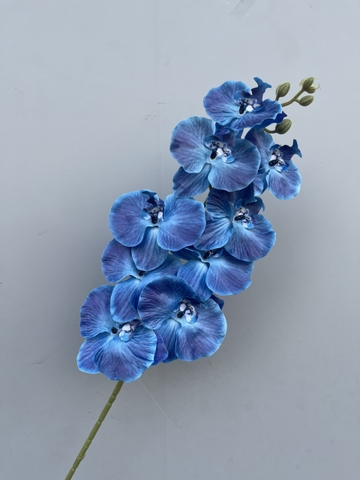 HOA LAN XOAN NGỌC TRAI VẢI