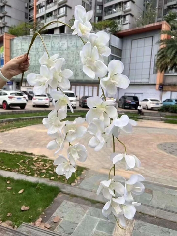 RỦ NGỌC LAN VANDA 2 NHÁNH