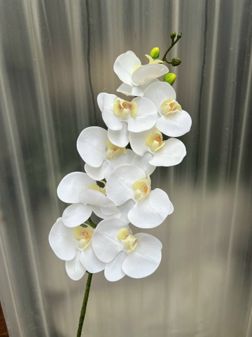 HOA LAN KHẤM THÂN ĐỐM