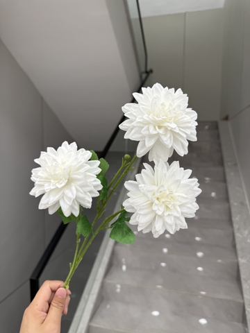 HOA THƯỢC DƯỢC 3B