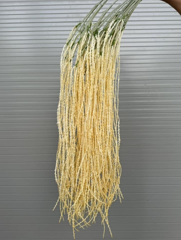 RỦ CAU