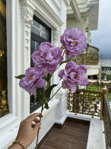HOA HẢI QUỲ