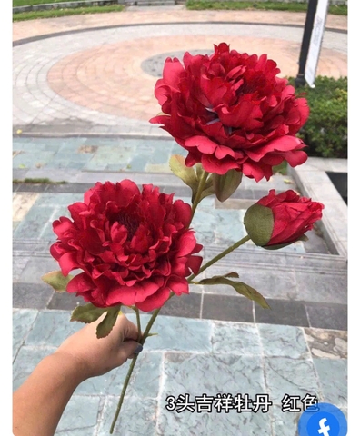 HOA HẢI ĐƯỜNG 2B 1N