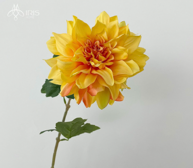 HOA THƯỢC DƯỢC TUYẾT