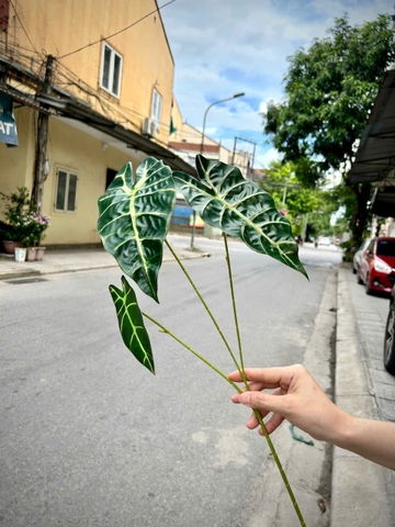 MÔN 3 NHÁNH
