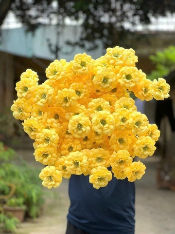 TRÀ NGỌC 3B