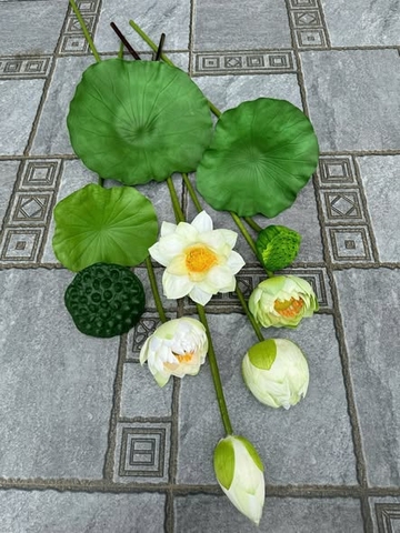 NẦM - NỤ HOA SEN