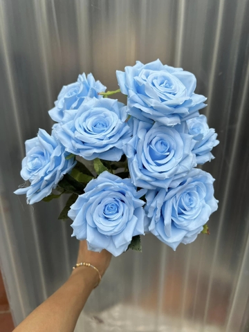 HOA HỒNG GẤM LÁ ĐỐM 9B