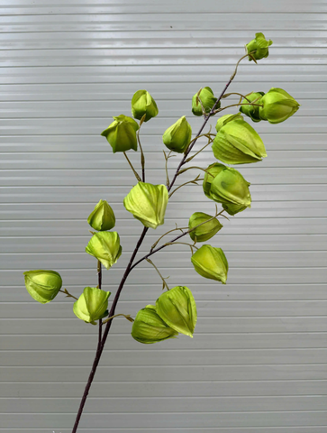 HOA BỒM BỘP - LỒNG ĐÈN