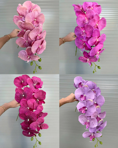 HOA LAN GẤM