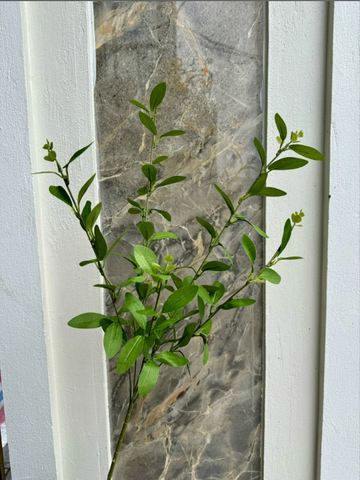 LÁ CHỒI NON