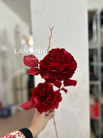 HOA HẢI ĐƯỜNG 2B