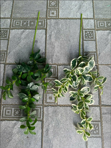 LÁ HOA SỮA
