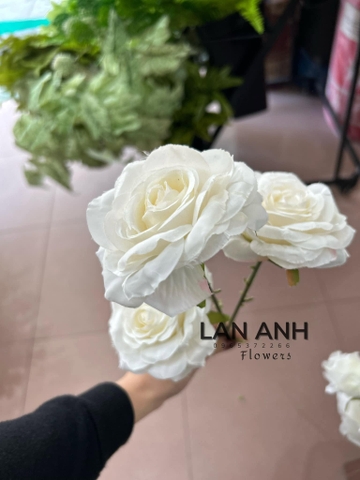 TONE TRẮNG