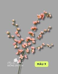 HOA ANH ĐÀO NỤ