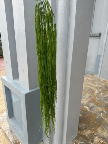 RỦ MƯỢT