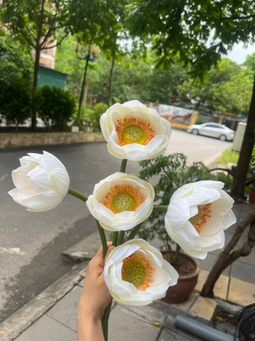 HOA SEN