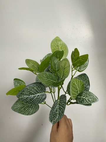 CỤM LÁ BÉ