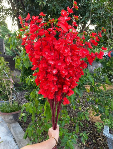 HOA ANH ĐÀO NHẬT