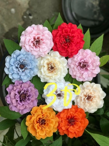 HOA THƯỢC DƯỢC RẺ