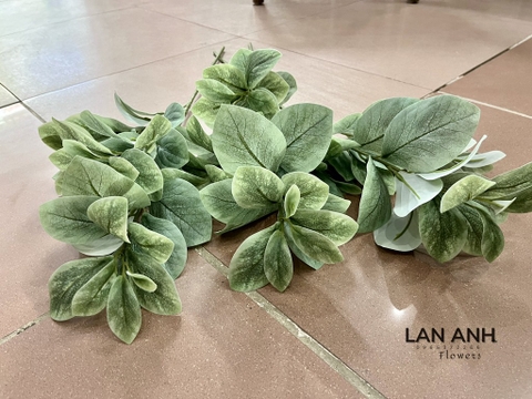 LÁ CHANH BẠC