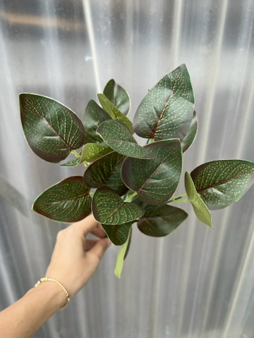 CỤM LÁ BÉ