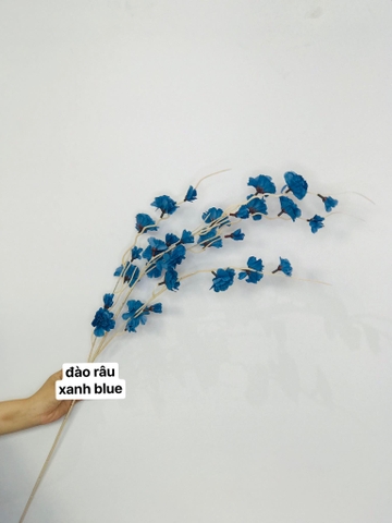 HOA ĐÀO RÂU