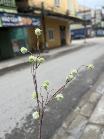 HOA BÀO LONG