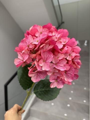 HOA TÚ CẦU TUYẾT 20CM