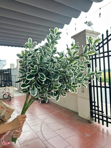 LÁ HOA SỮA