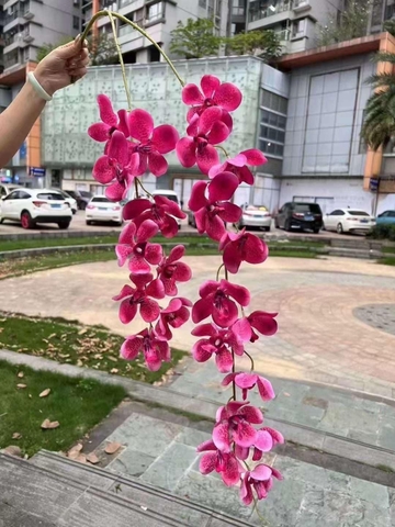 RỦ NGỌC LAN VANDA 2 NHÁNH