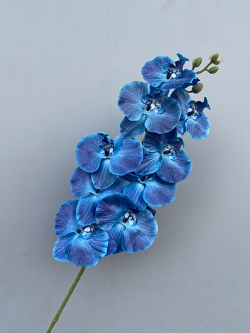TONE XANH DƯƠNG BLUE