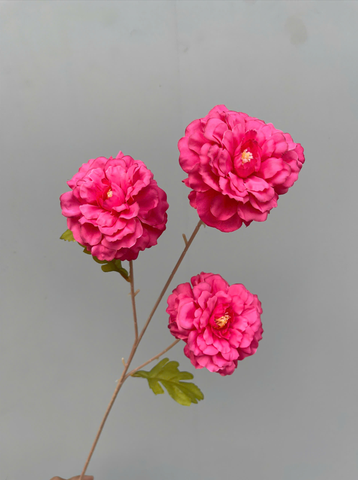 TONE HỒNG SEN