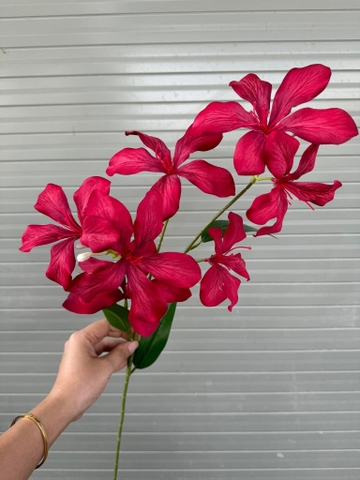HOA LAN RỪNG 7B