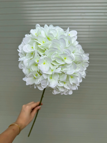 HOA TÚ CẦU 3D