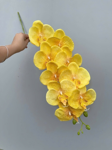 TONE VÀNG