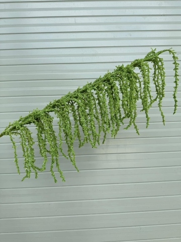 RỦ DỀN MỀM