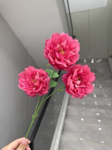 HOA MẪU ĐƠN PHÁP 3B BÉ