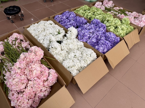 HOA TÚ CẦU TUYẾT 20CM