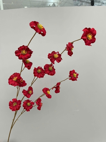 HOA MAI ĐỎ NHỤY VÀNG