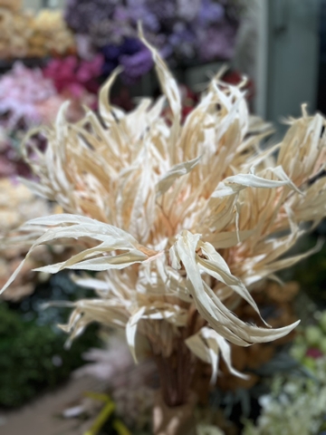 LÁ SỪNG RỒNG