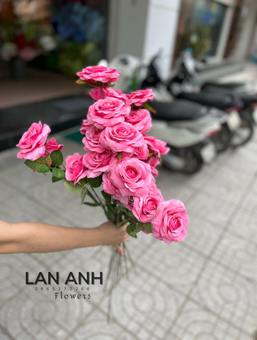 TONE HỒNG SEN
