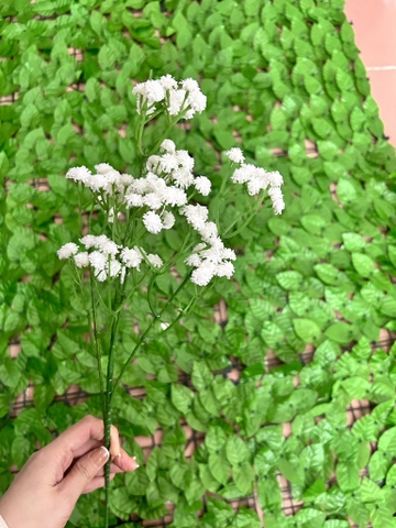 HOA BABY CAO SU CÀNH DÀI