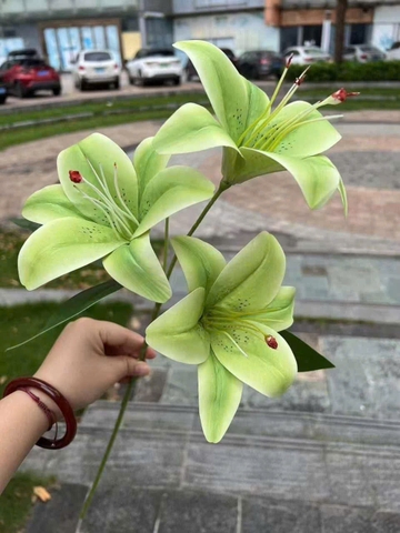 LY NHỰA 3B TQ