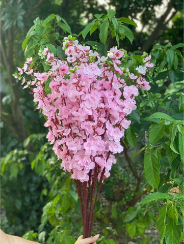 HOA ANH ĐÀO NHẬT