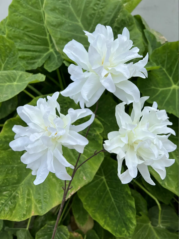 HOA CÚC RỐI