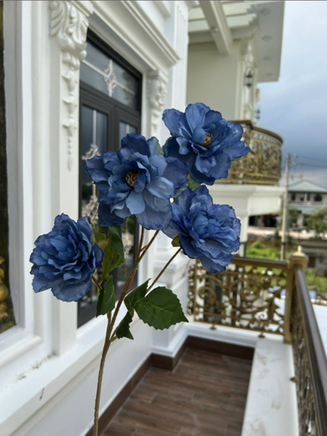 HOA HẢI QUỲ