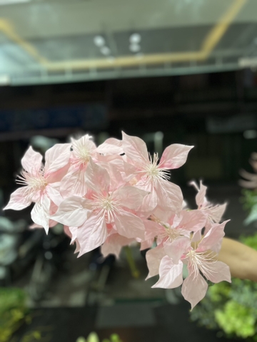 LÁ TRẠNG NGUYÊN