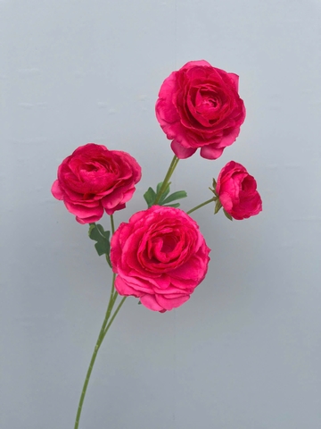 HOA MAO LƯƠNG