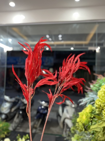 LÁ SỪNG RỒNG